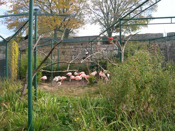  flamants roses (zoo de la citadelle)